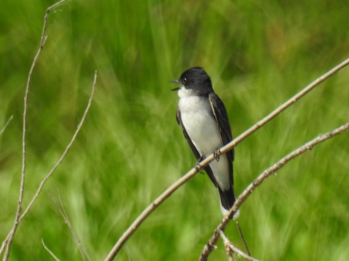 Eastern Kingbird - ML620430591