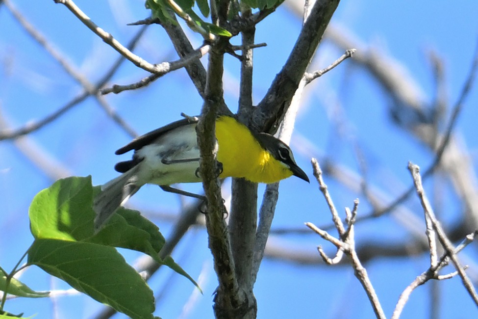 Yellow-breasted Chat - ML620430593