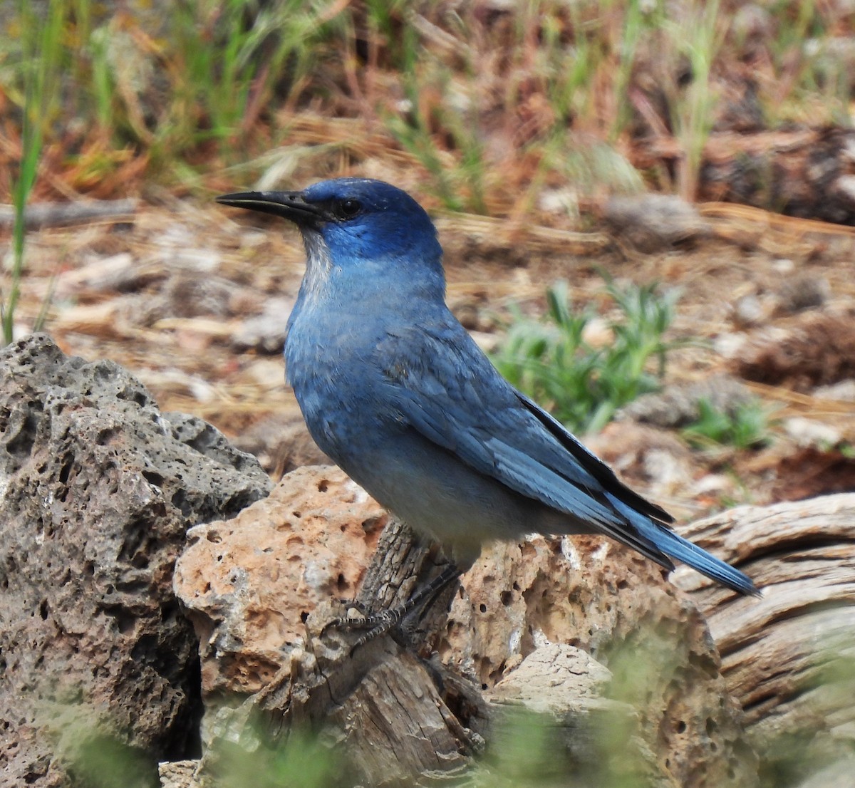 Pinyon Jay - Rick Bennett