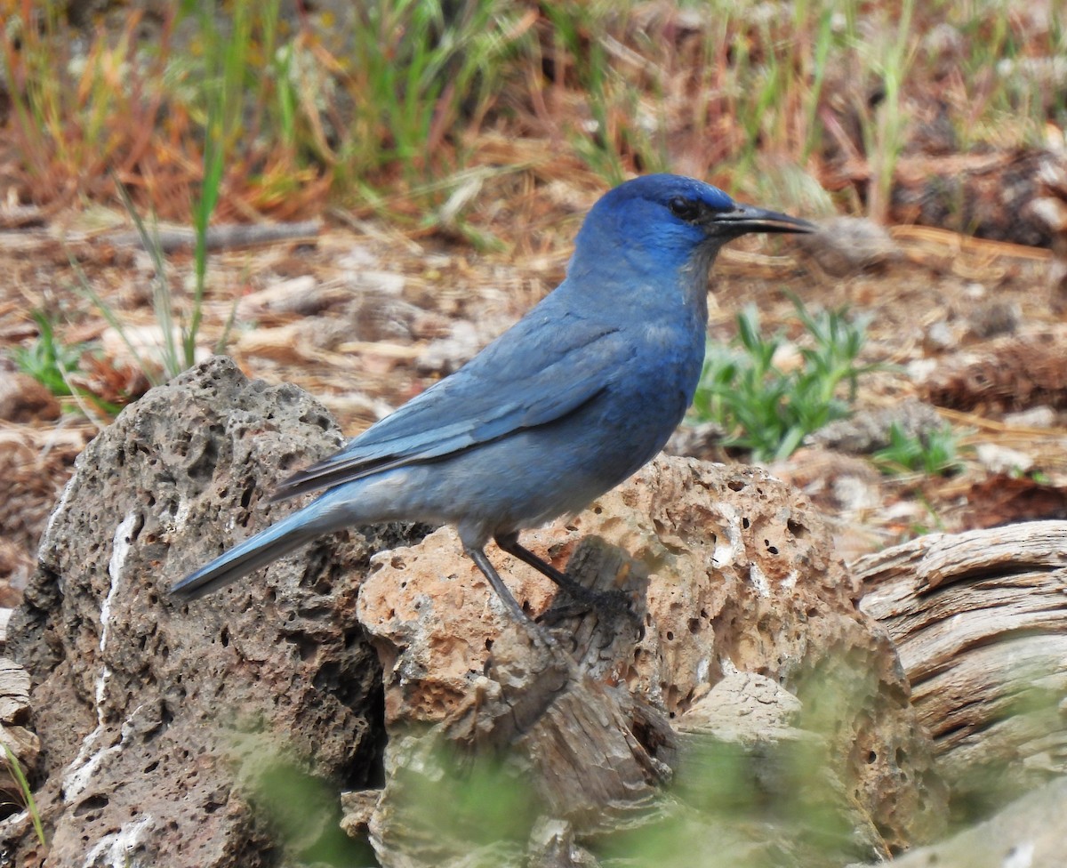 Pinyon Jay - ML620430595