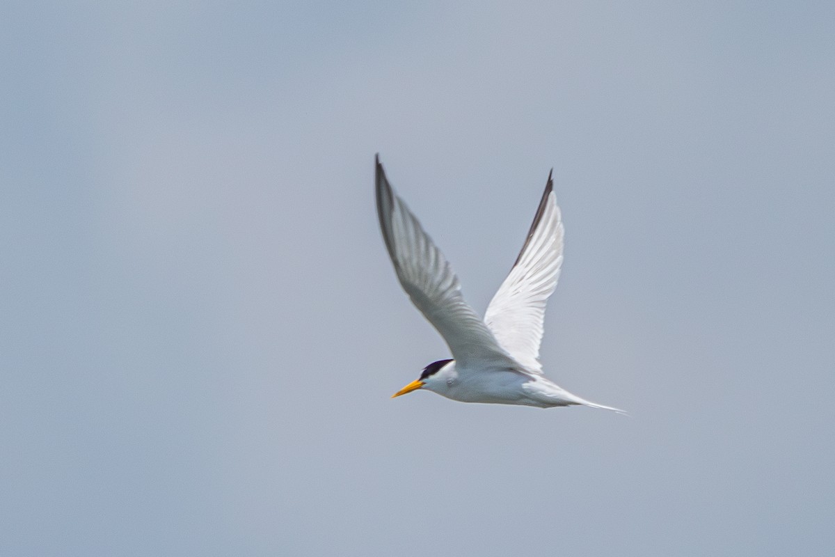 Least Tern - ML620430609