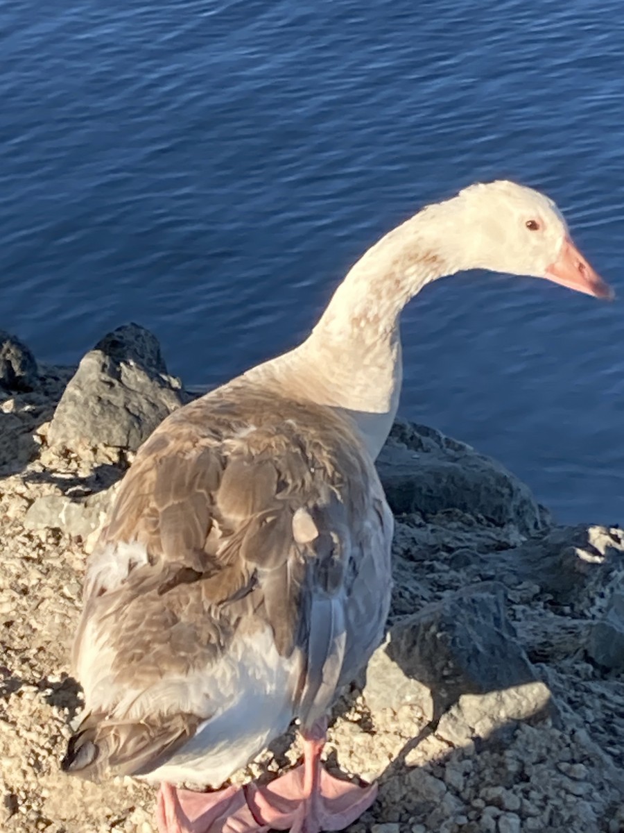 Domestic goose sp. (Domestic type) - ML620430612