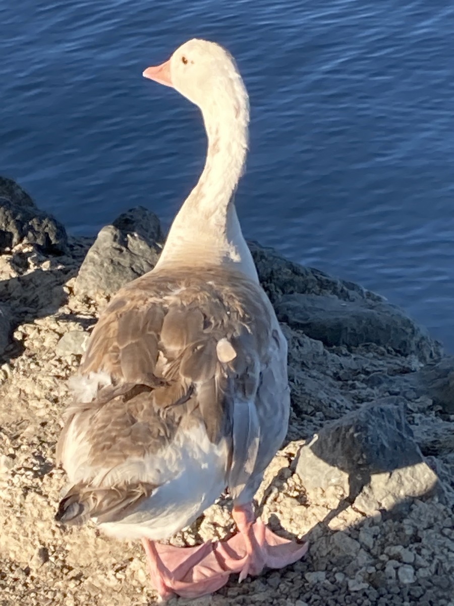 Domestic goose sp. (Domestic type) - ML620430615