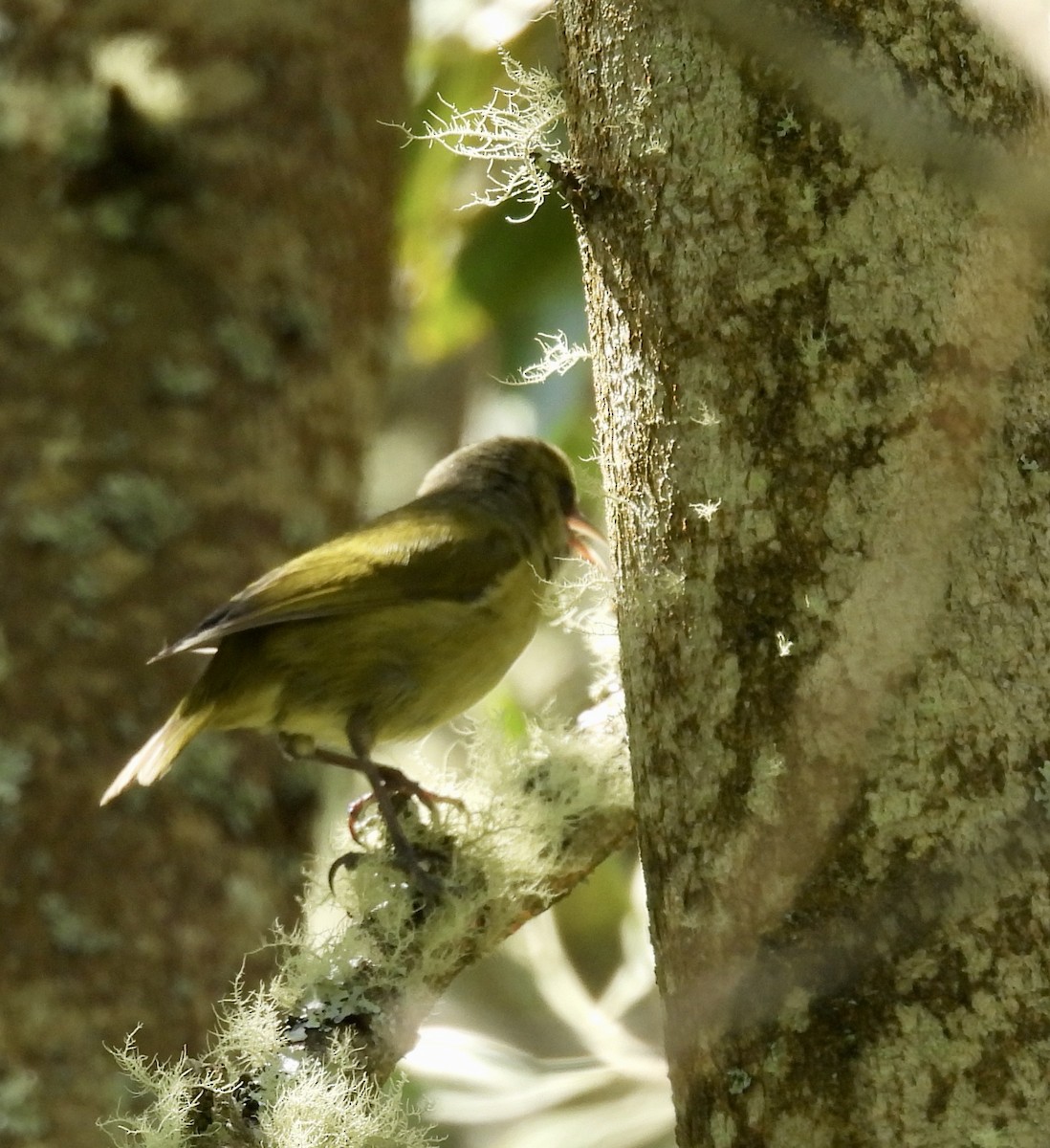 Hawaii-Amakihikleidervogel - ML620430618