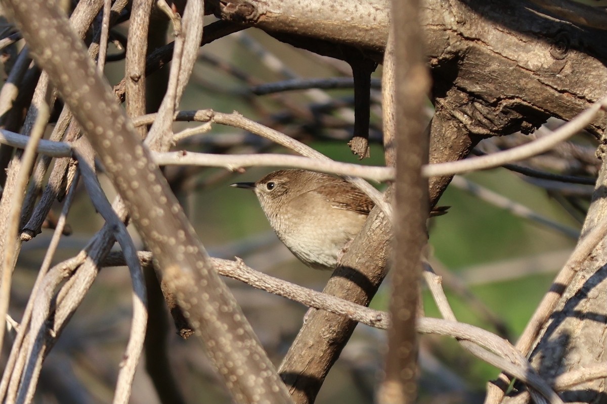 House Wren - ML620430620