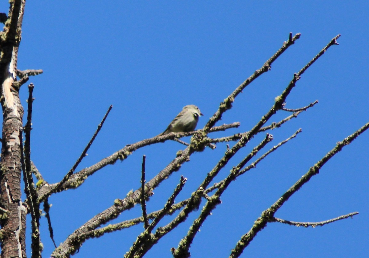 Hammond's Flycatcher - ML620430621