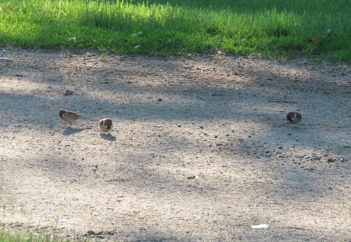 Eurasian Tree Sparrow - ML620430622