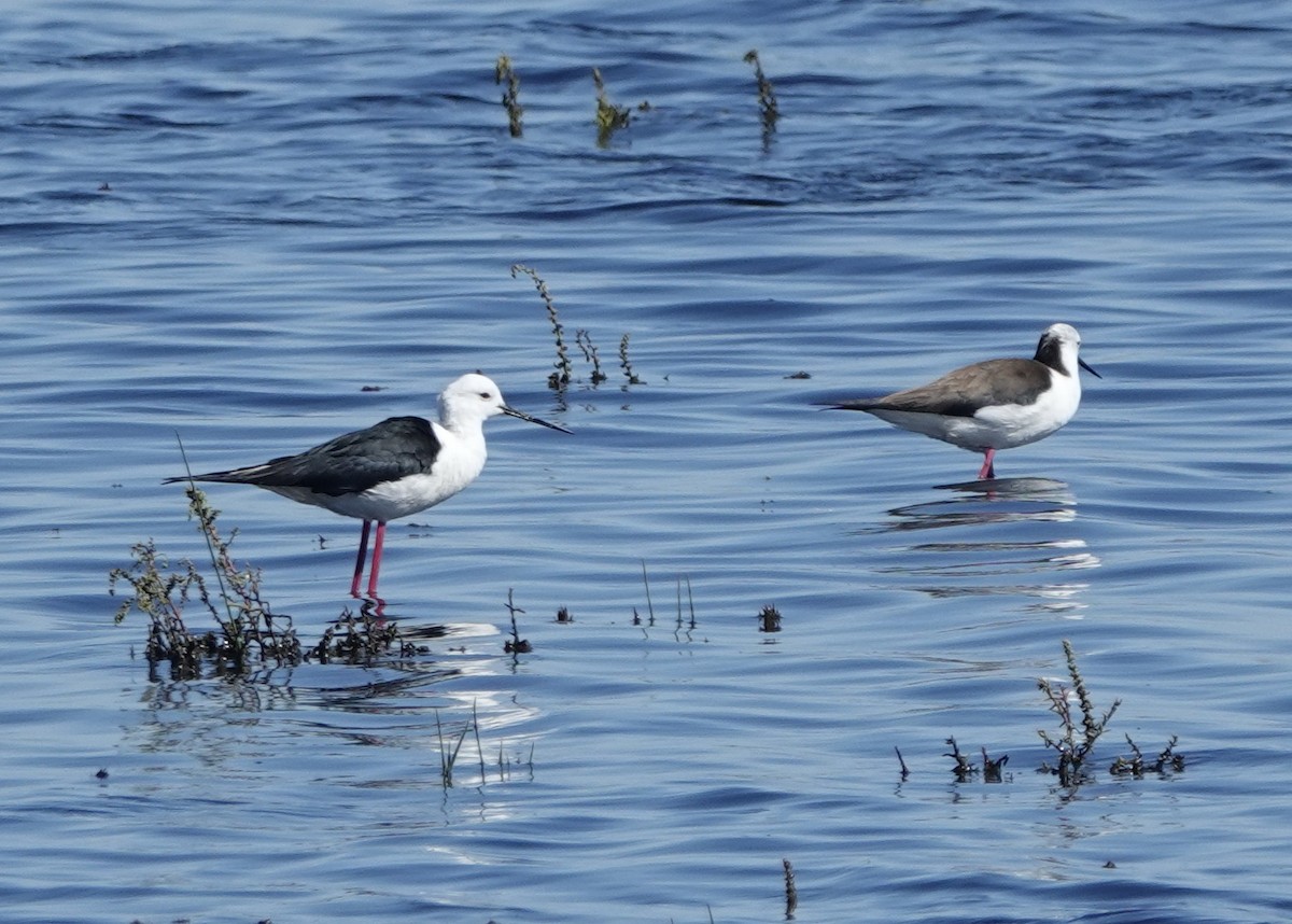 Black-winged Stilt - ML620430624