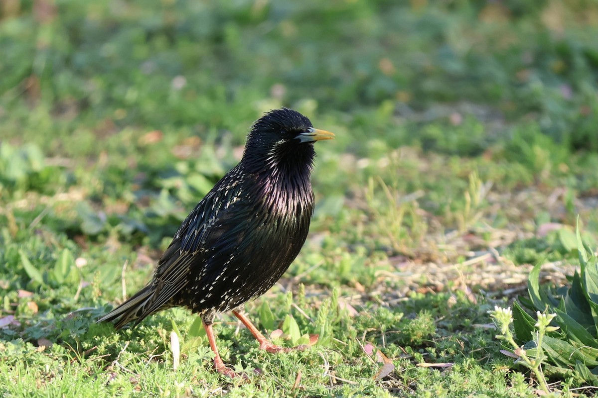 European Starling - ML620430626