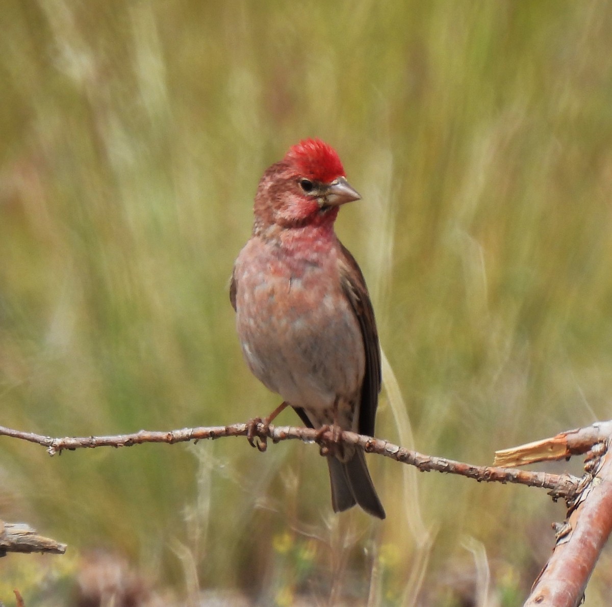 Cassin's Finch - ML620430629