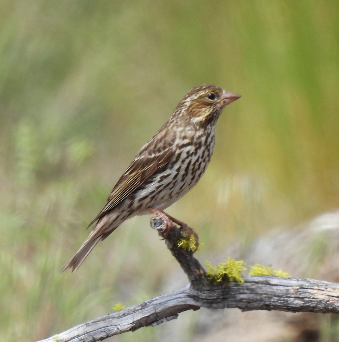 Cassin's Finch - ML620430630