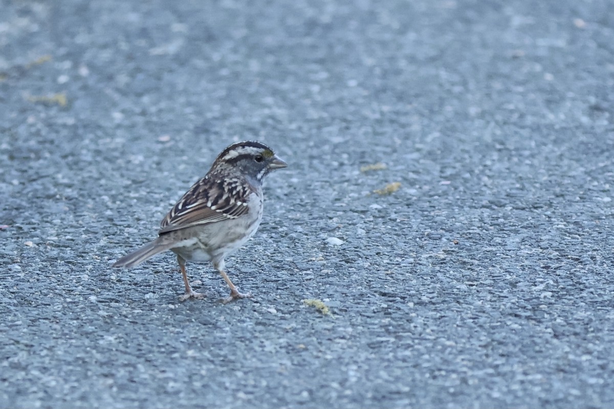 White-throated Sparrow - ML620430632