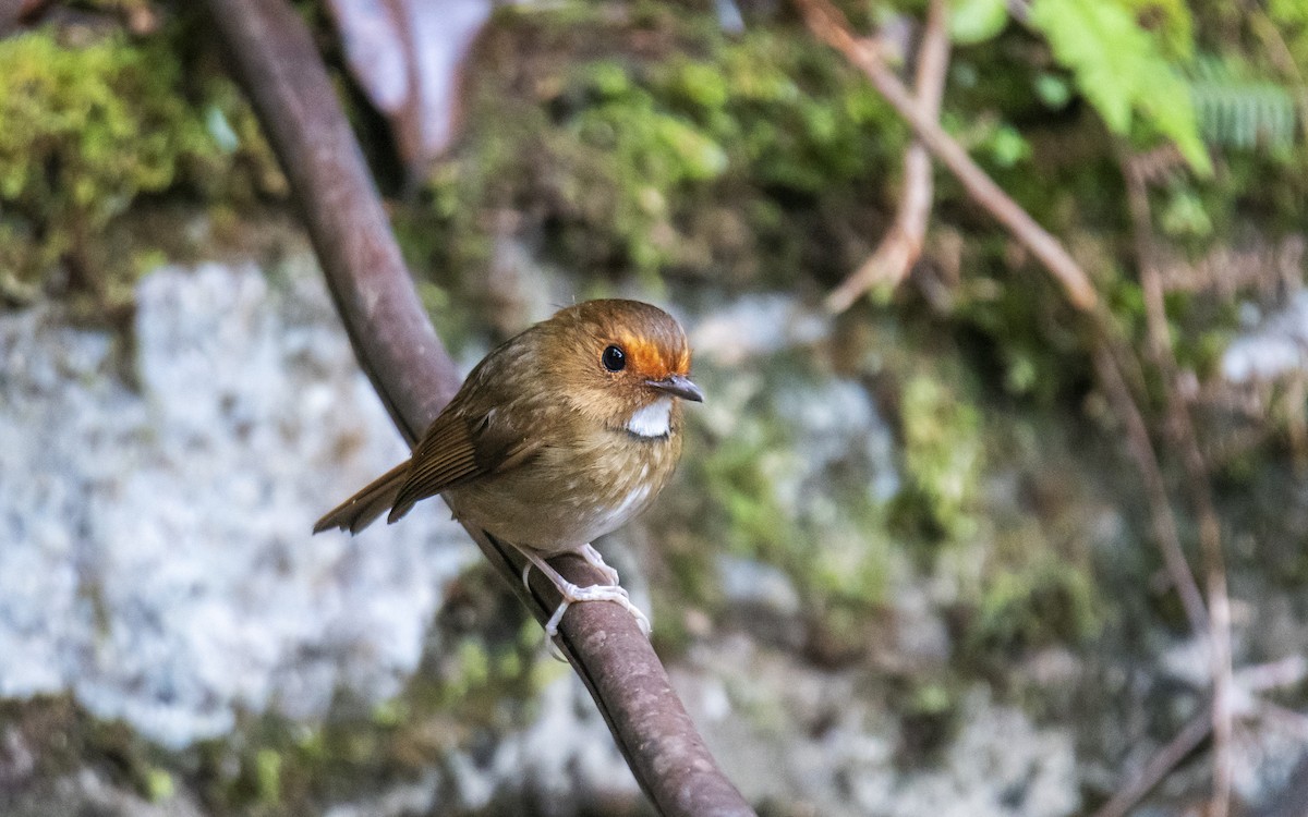 Rufous-browed Flycatcher - ML620430633