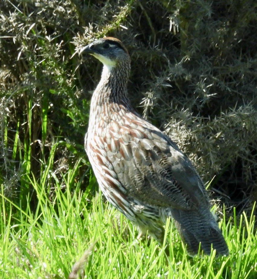 Erckel's Spurfowl - ML620430635