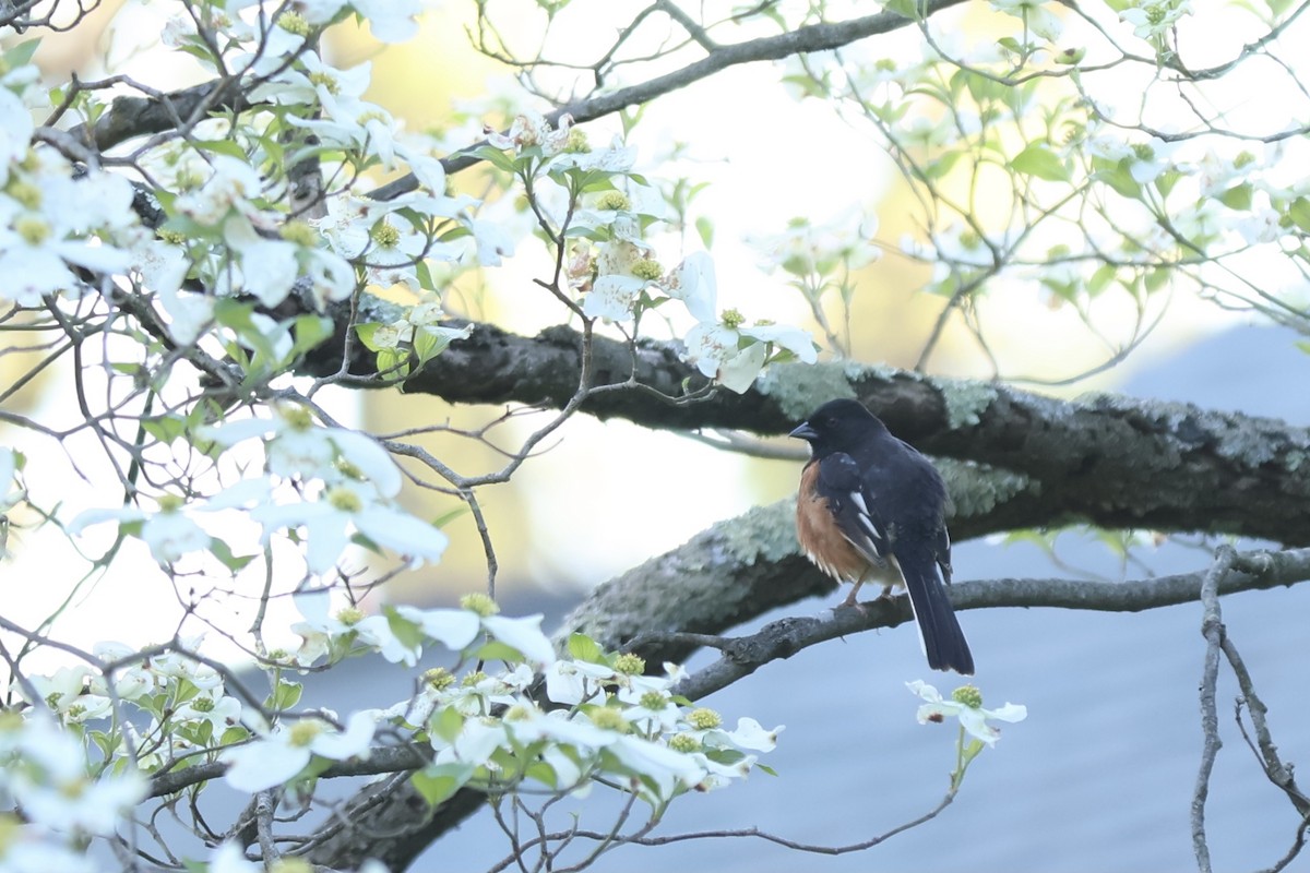 Eastern Towhee - ML620430640