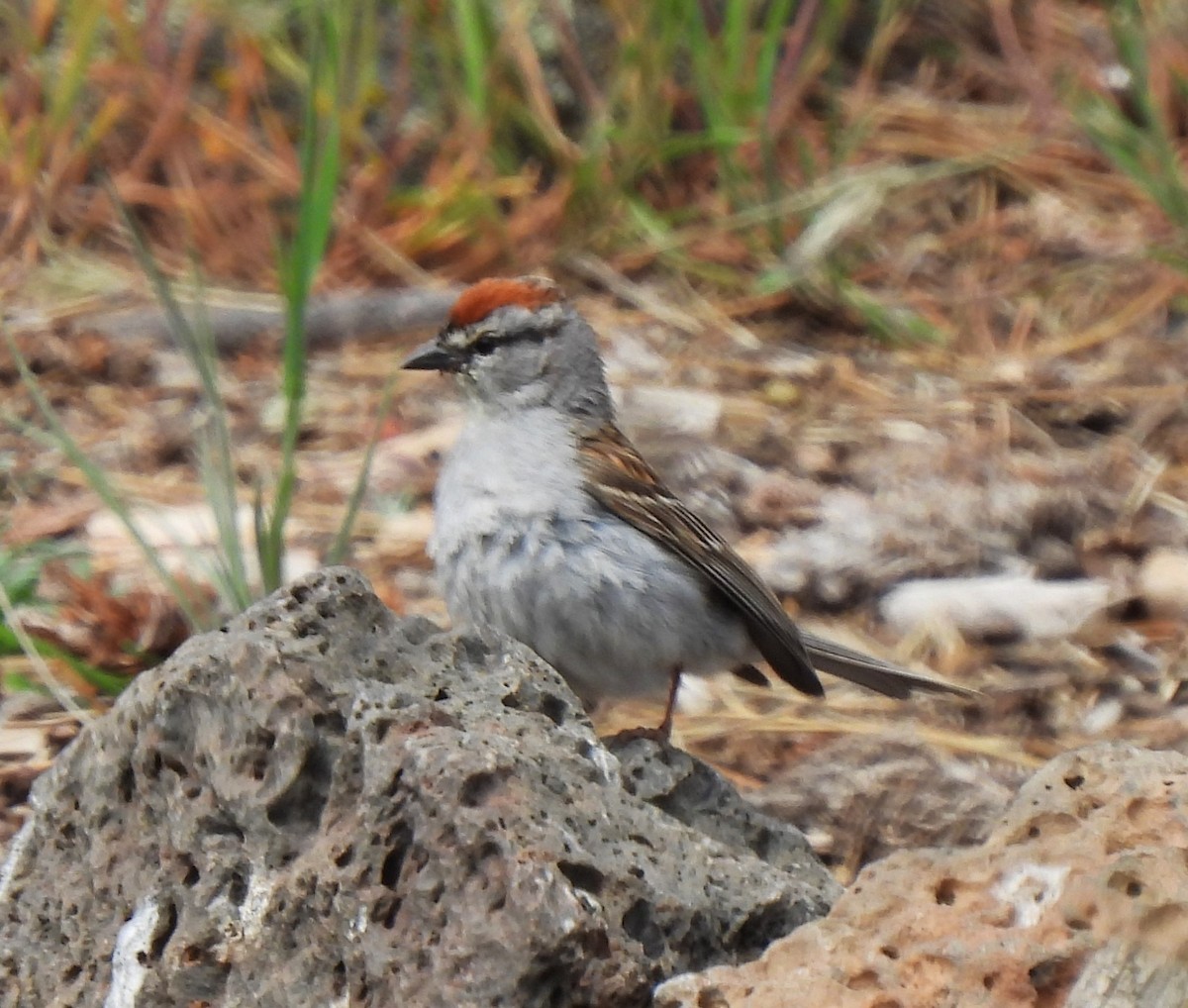 Chipping Sparrow - ML620430642