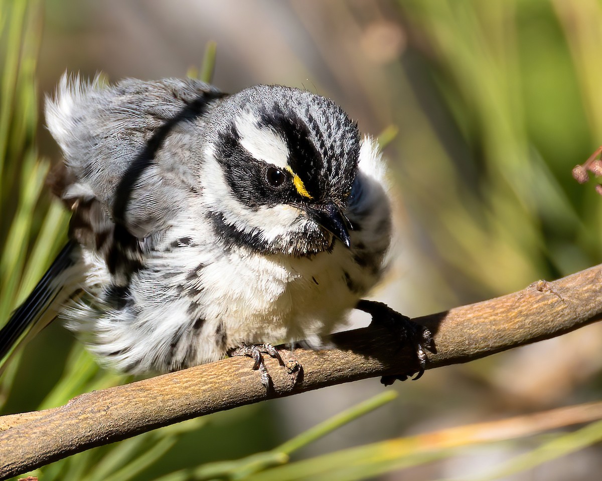 Black-throated Gray Warbler - ML620430648