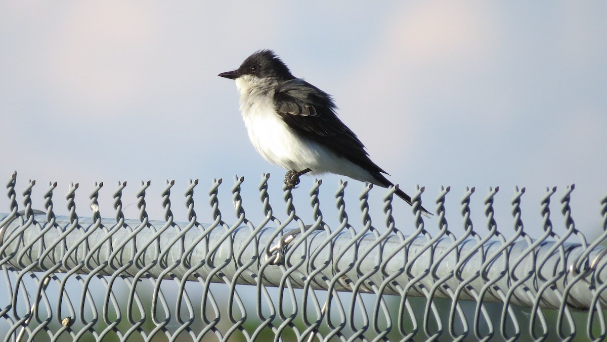 Eastern Kingbird - ML620430650