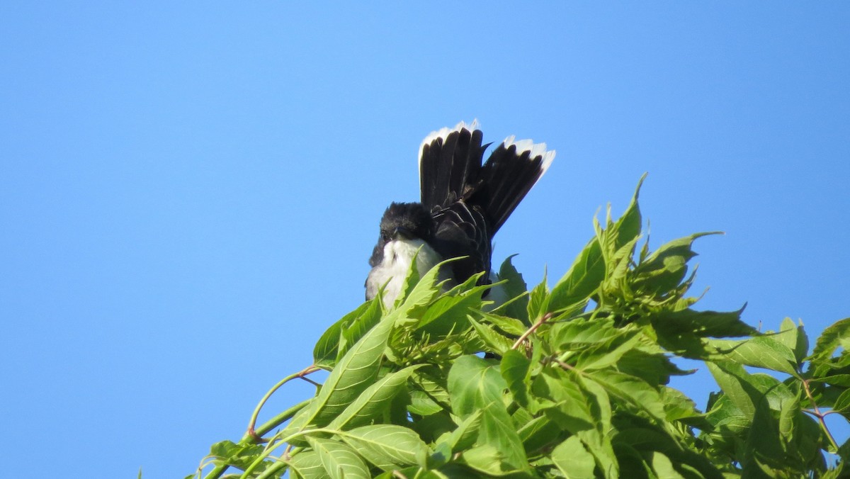 Eastern Kingbird - ML620430651