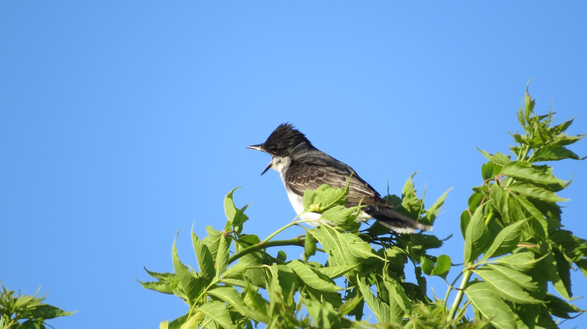 Eastern Kingbird - ML620430652