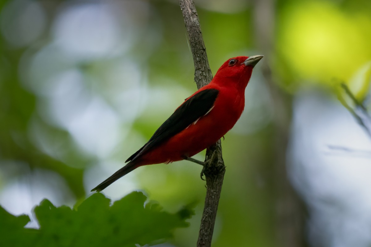 Scarlet Tanager - ML620430653