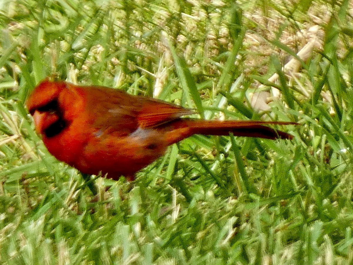 Northern Cardinal - ML620430655