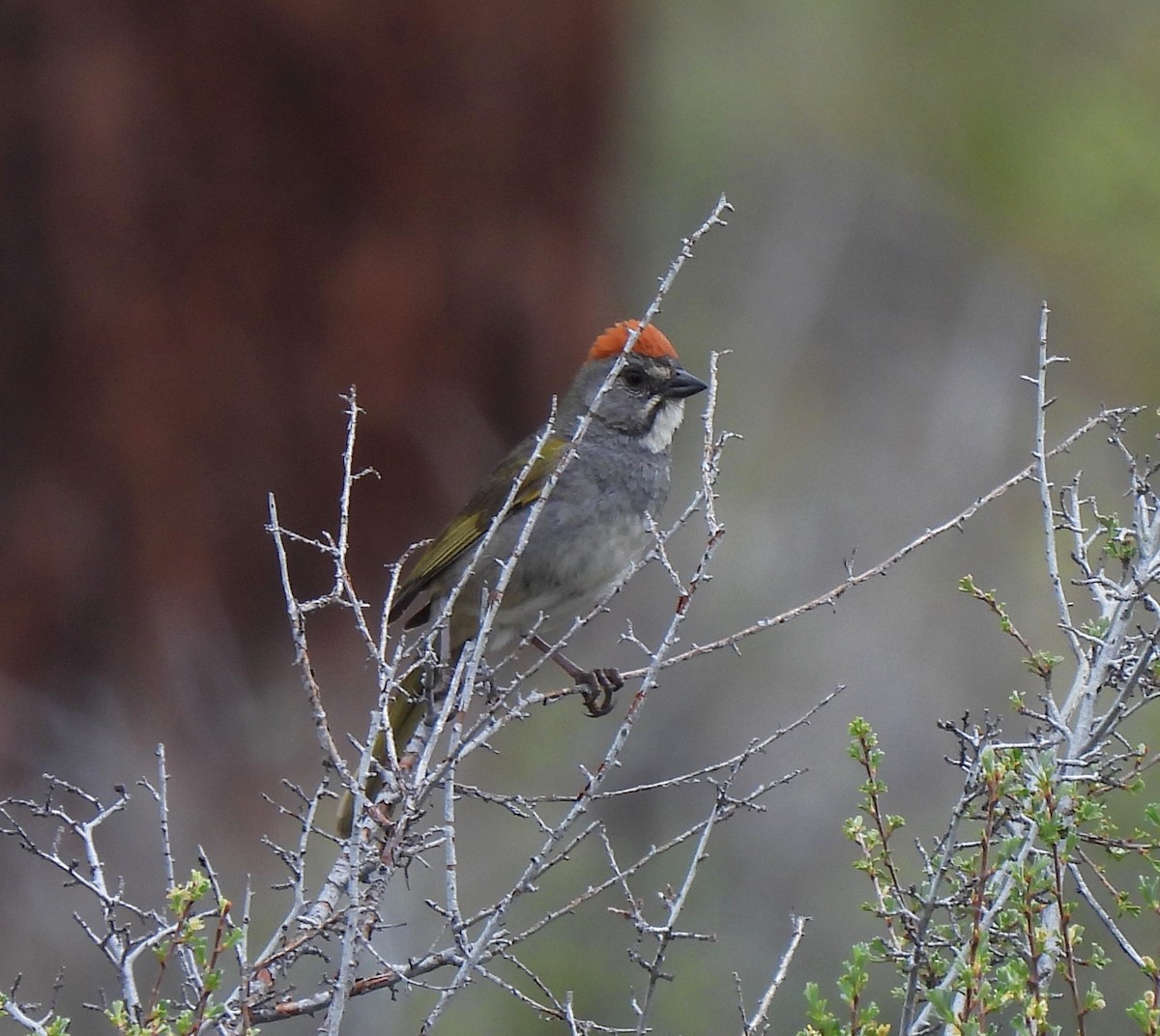 Green-tailed Towhee - ML620430656