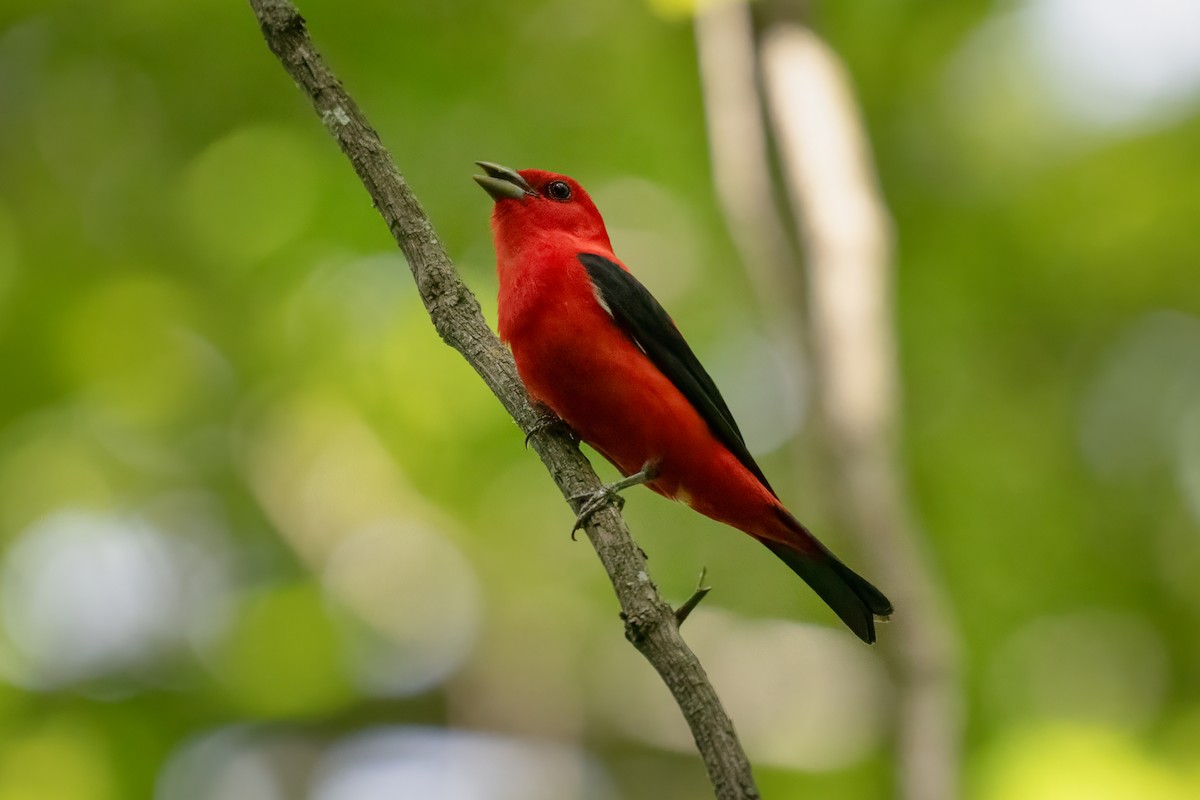 Scarlet Tanager - ML620430657