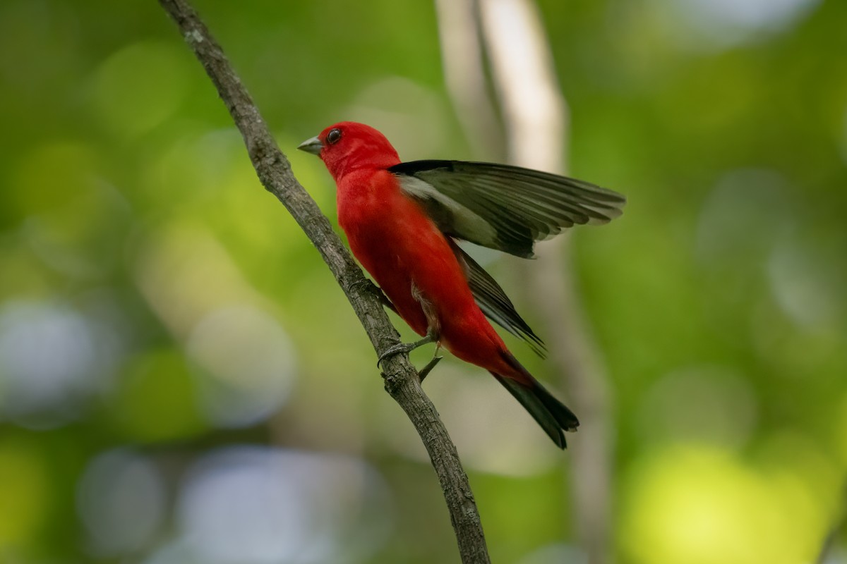 Scarlet Tanager - ML620430659