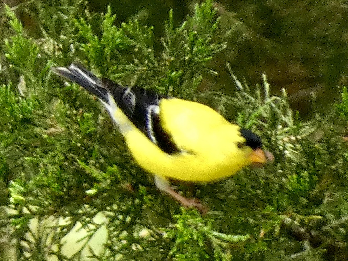 American Goldfinch - ML620430662