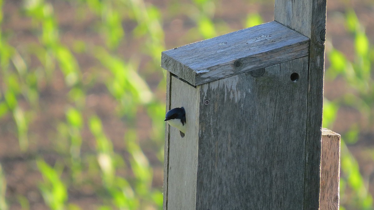 Golondrina Bicolor - ML620430672