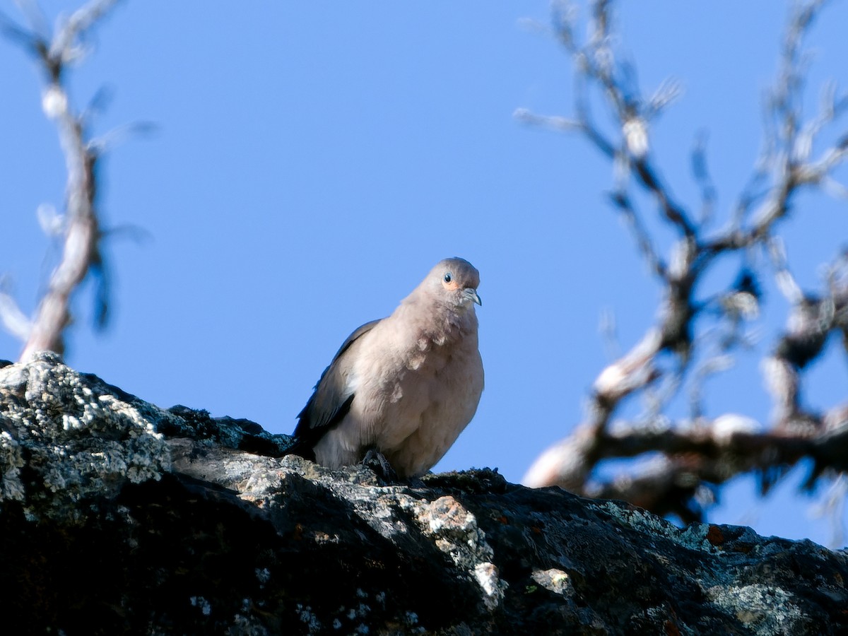 Black-winged Ground Dove - ML620430679