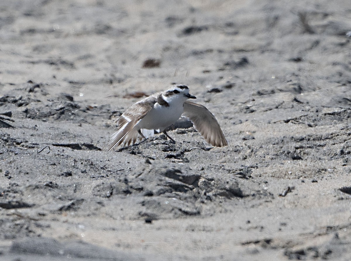 Snowy Plover - ML620430684