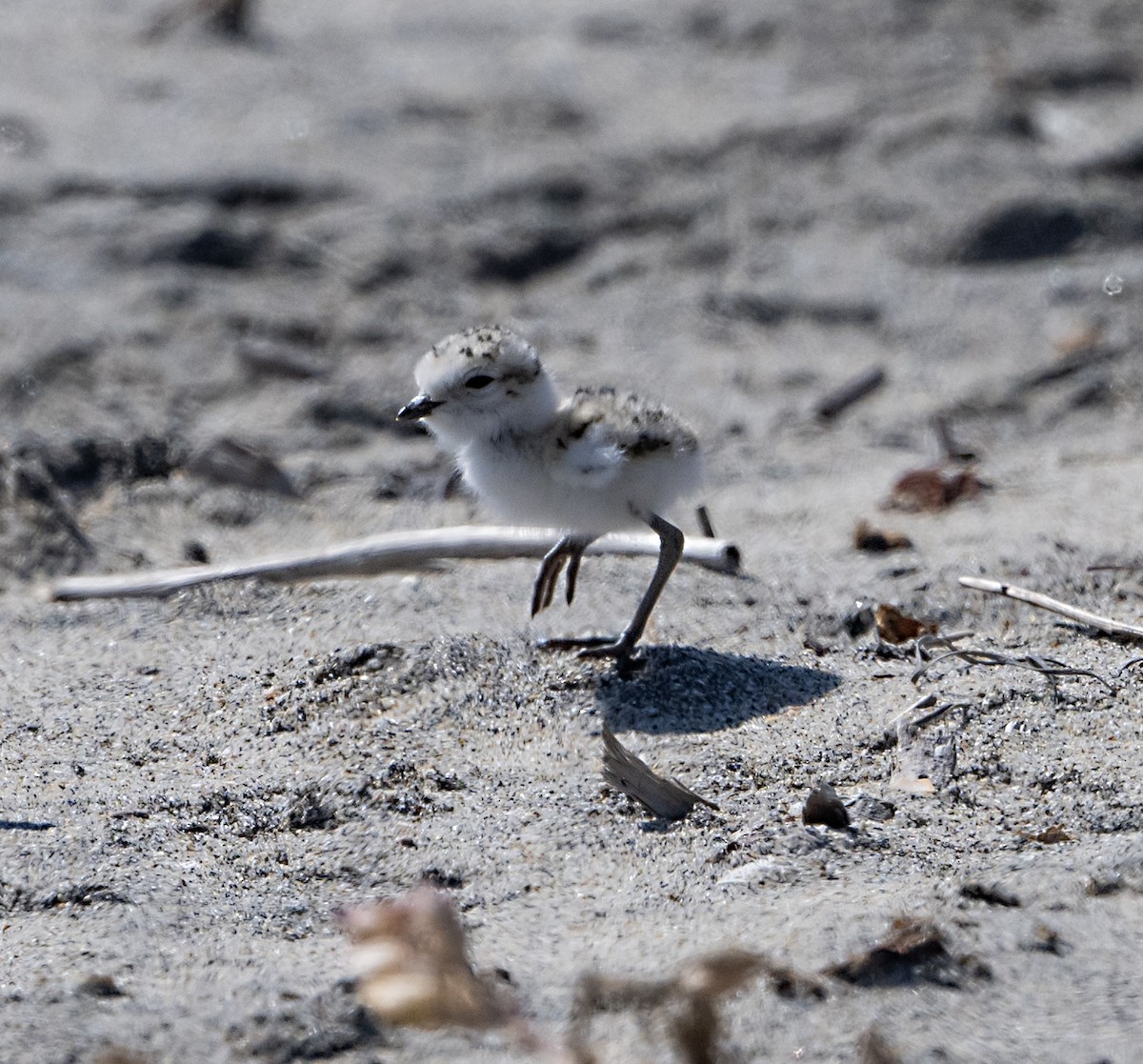 Snowy Plover - ML620430685