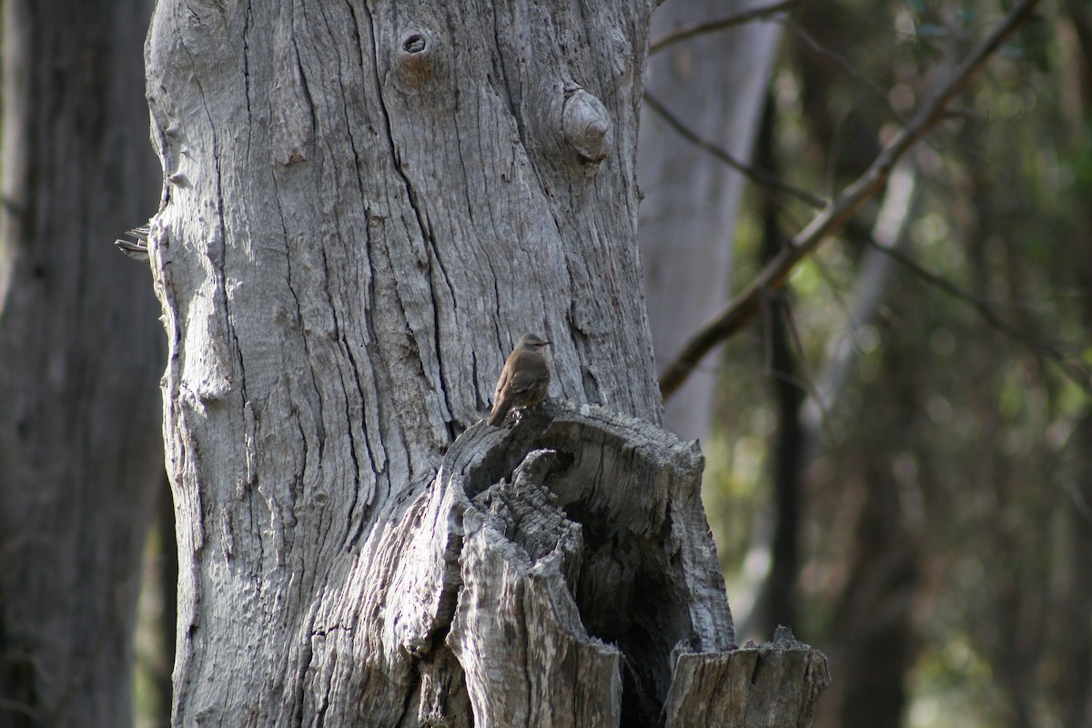 Brown Treecreeper - ML620430686