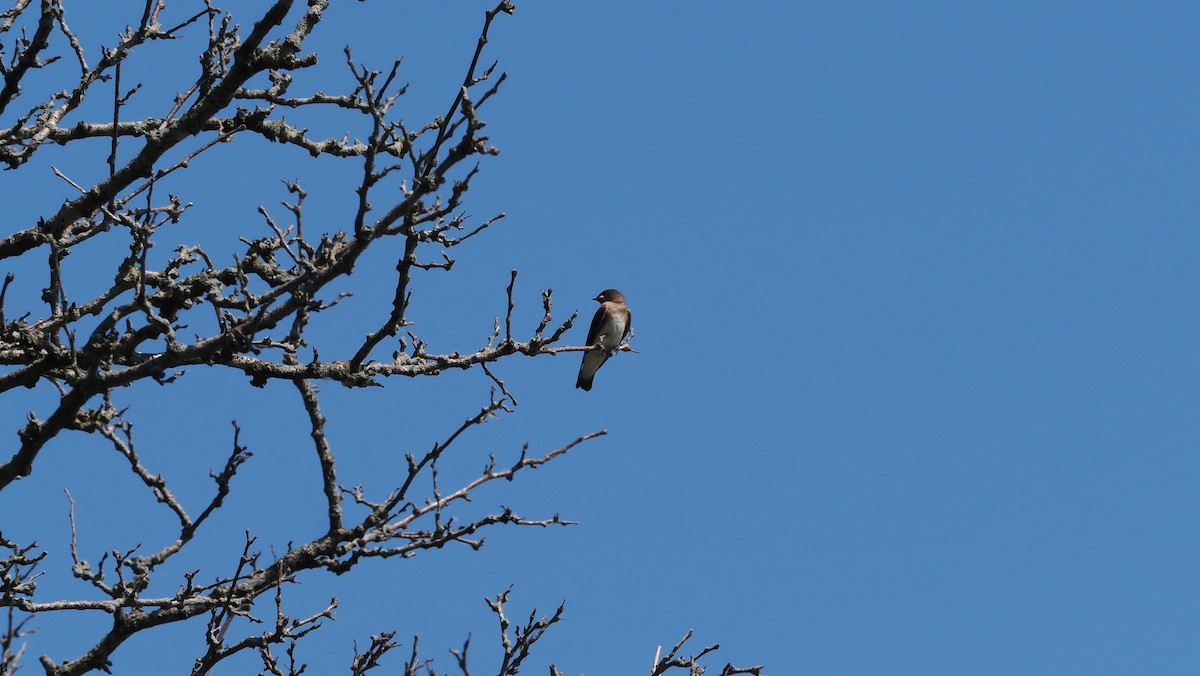 Northern Rough-winged Swallow - ML620430688