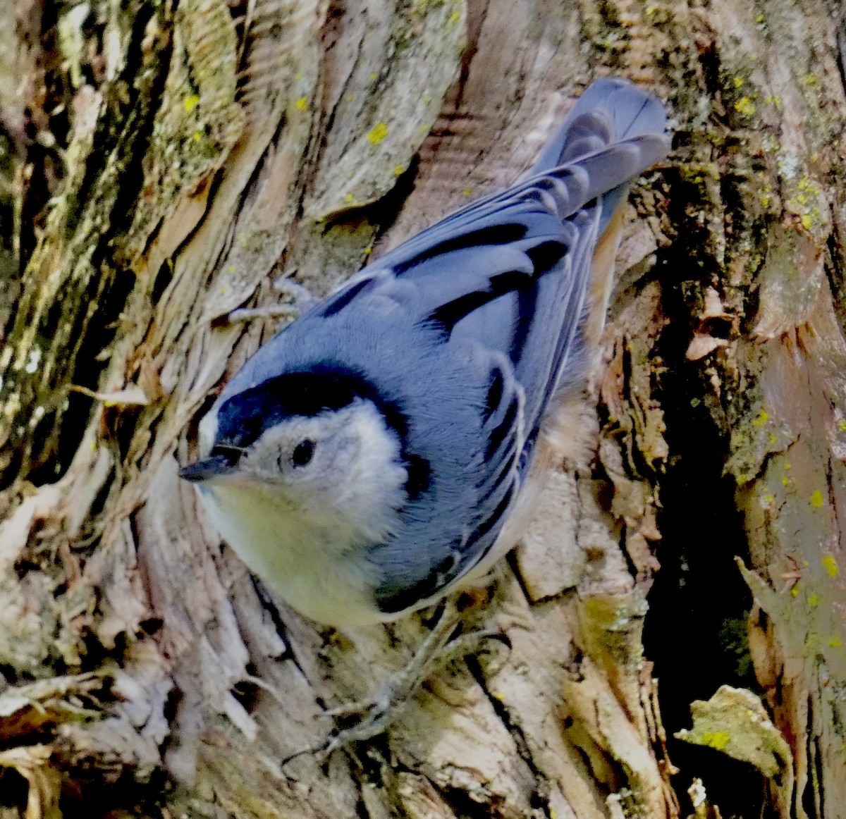 White-breasted Nuthatch - ML620430692