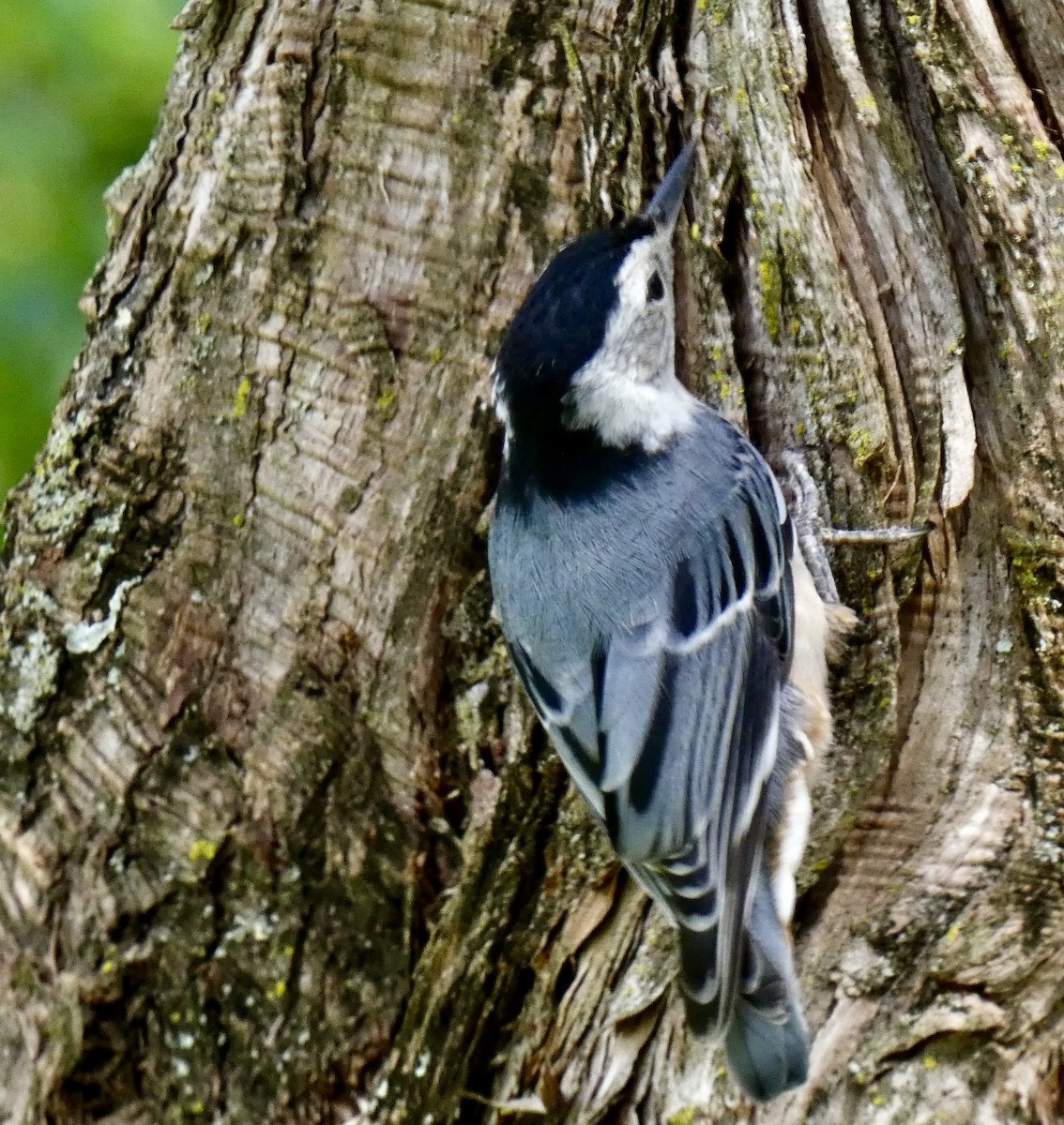 White-breasted Nuthatch - ML620430693