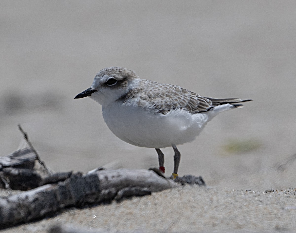 Snowy Plover - ML620430698