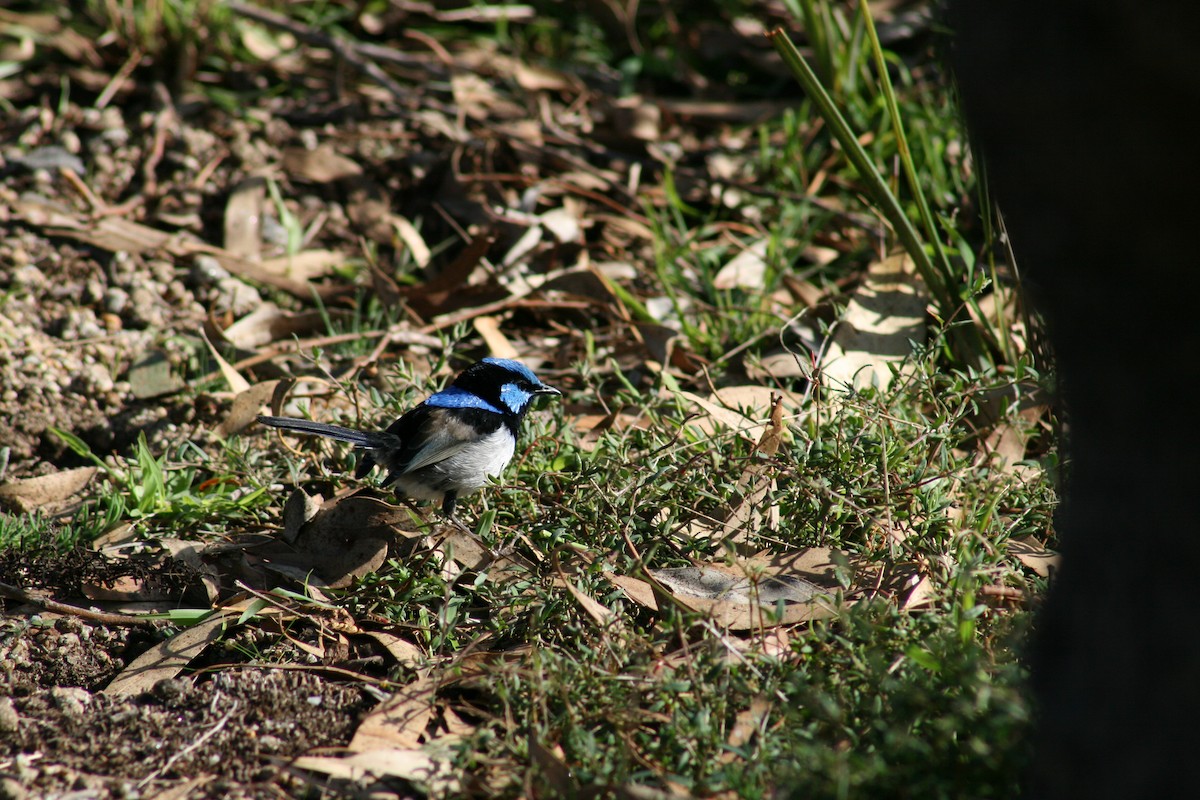 Superb Fairywren - ML620430700