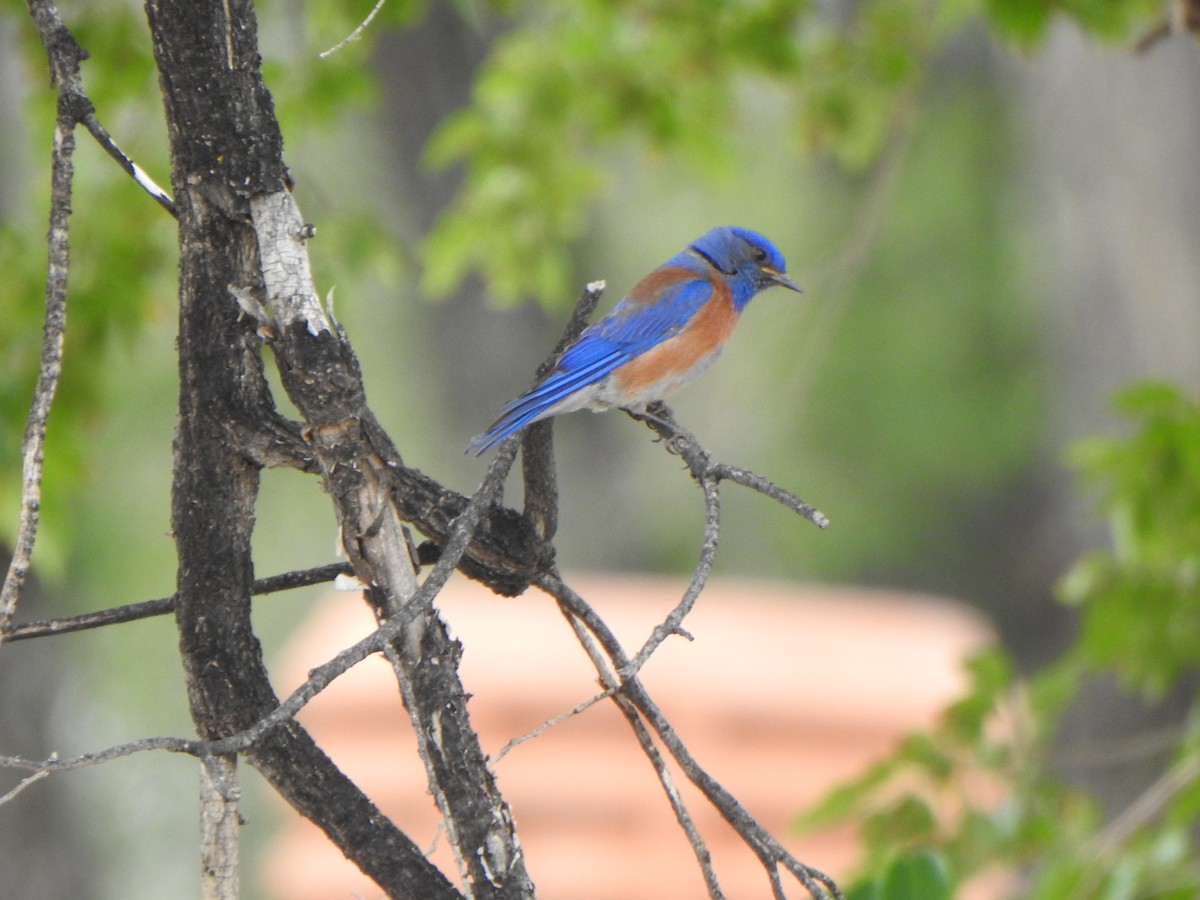 Western Bluebird - ML620430701