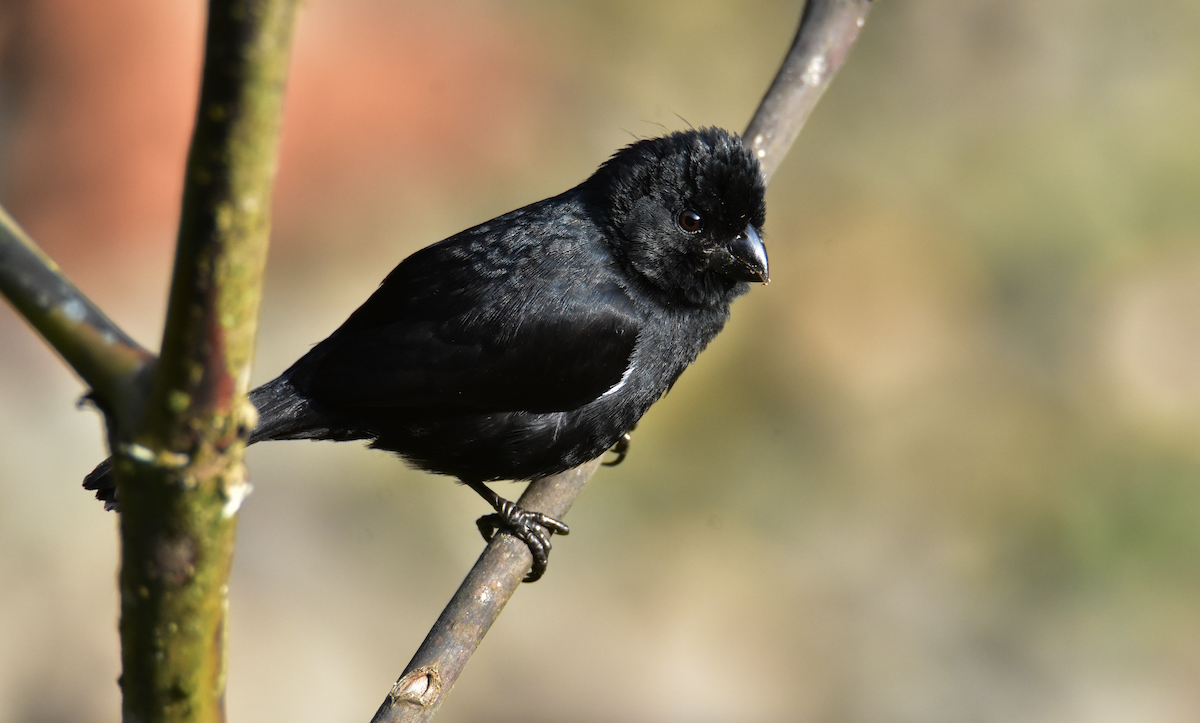 Variable Seedeater - ML620430703