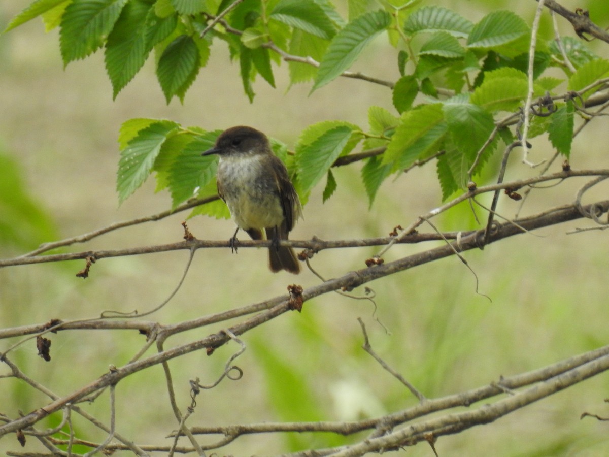 Eastern Phoebe - ML620430706