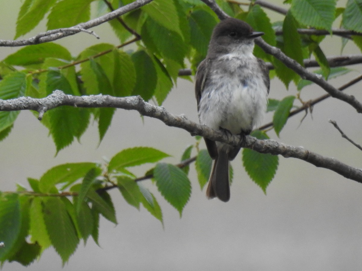 Eastern Phoebe - ML620430708