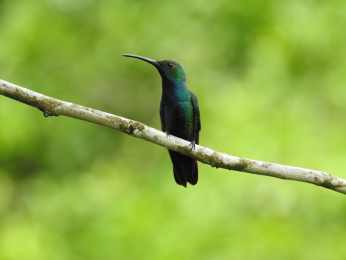 Grünbrust-Mangokolibri - ML620430718