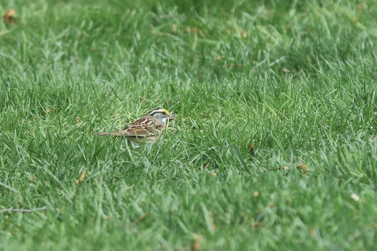White-throated Sparrow - ML620430720