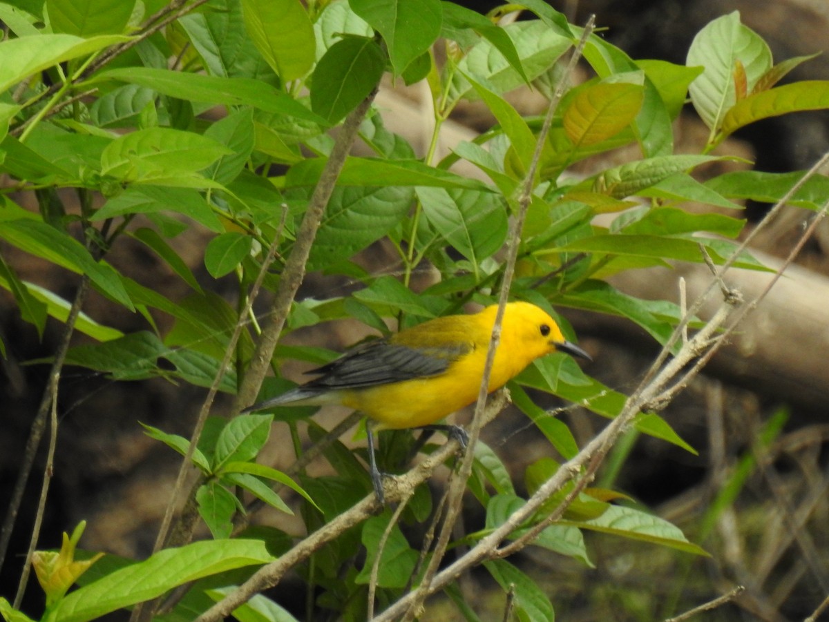 Prothonotary Warbler - ML620430724