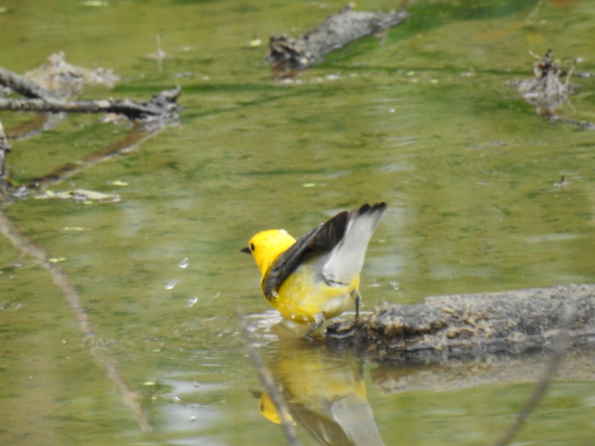 Prothonotary Warbler - ML620430725