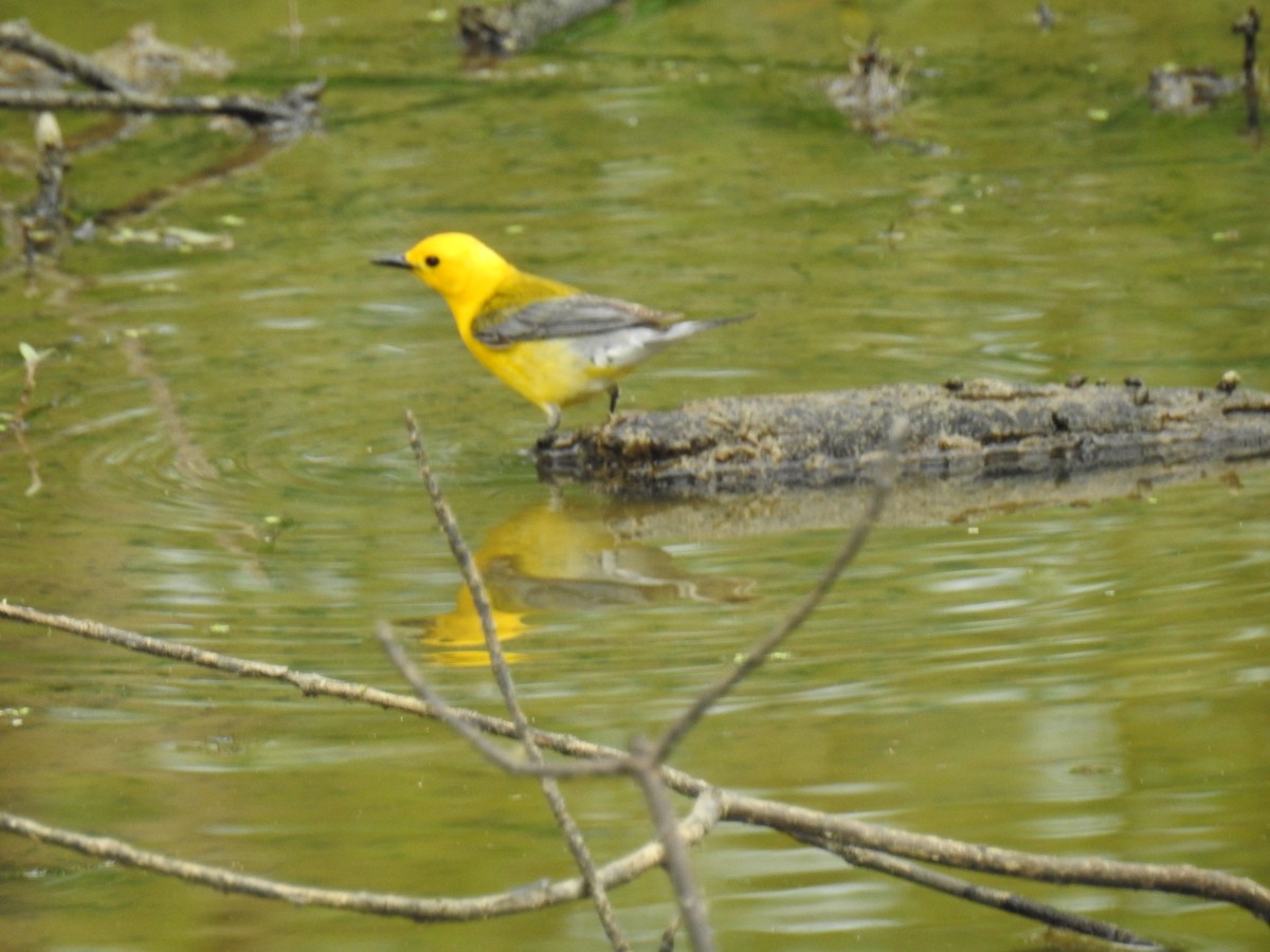 Prothonotary Warbler - ML620430726