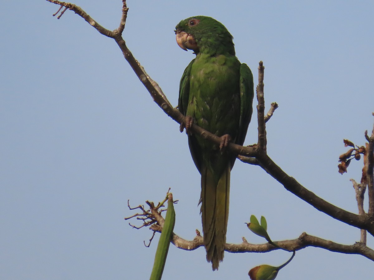 オオメキシコインコ - ML620430730